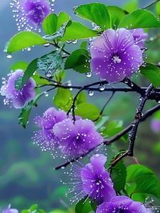 昆仑小子下山李杰